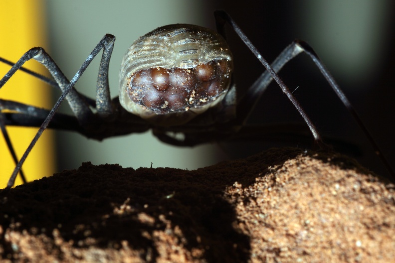 Eipaket der Geißelspinne