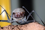 Geißelspinne