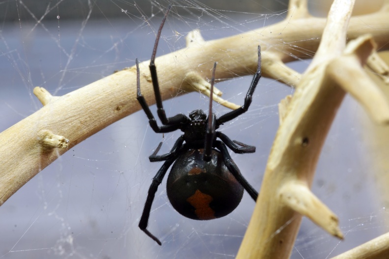 Latrodectus hasselti