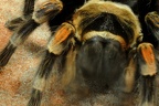 Kauende Vogelspinne