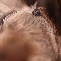 Augenhügel Chile Vogelspinne