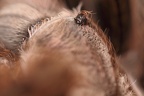 Augenhügel Chile Vogelspinne