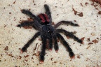 Junge Rotfuß Vogelspinne