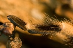 Tarsus Rotknievogelspinne