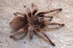 Chile Vogelspinne