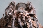 Eupalaestrus