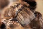 Vogelspinne im Porträt