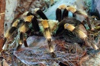 Rotknievogelspinne