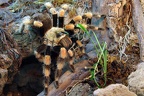 Rotknievogelspinne