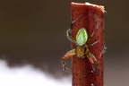 Araniella opisthographa