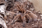 Chile Vogelspinne