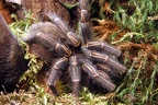 Bodenbewohnende Vogelspinne