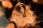Vorderkörper  Rotknievogelspinne