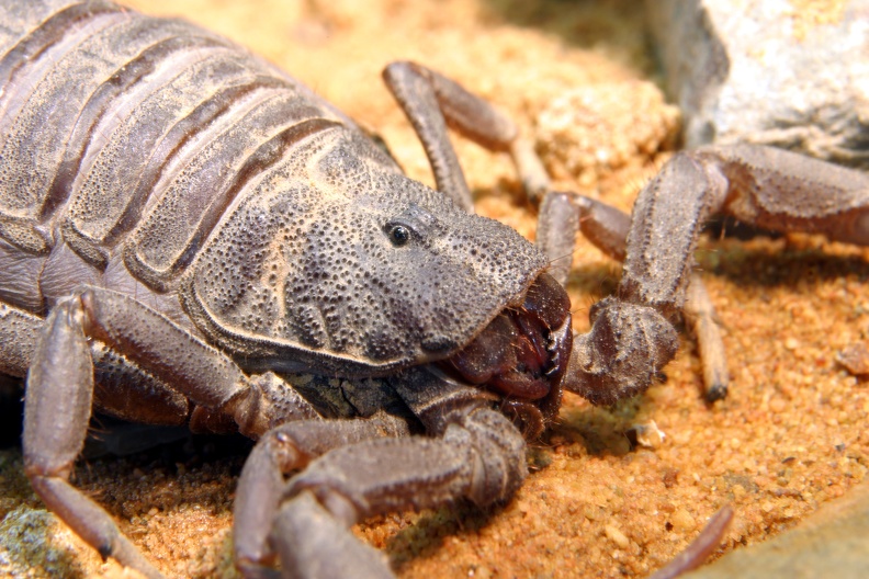 dickschwanz skorpion 003