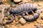 dickschwanz skorpion 008