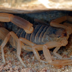 Skorpione