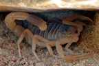 Skorpione