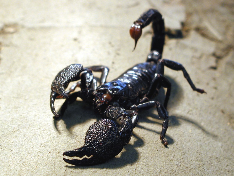 Der Kaiserskorpion ist ein Skorpion der Gattung Pandinus und gehört neben dem Thaiskorpion (Heterometrus scaber) zu den größten Skorpionen. Zusammen mit den Arten Pandinus gambiensis und Pandinopsis dictator steht der Kaiserskorpion derzeit unter Artenschutz. kaiserskorpion.jpg