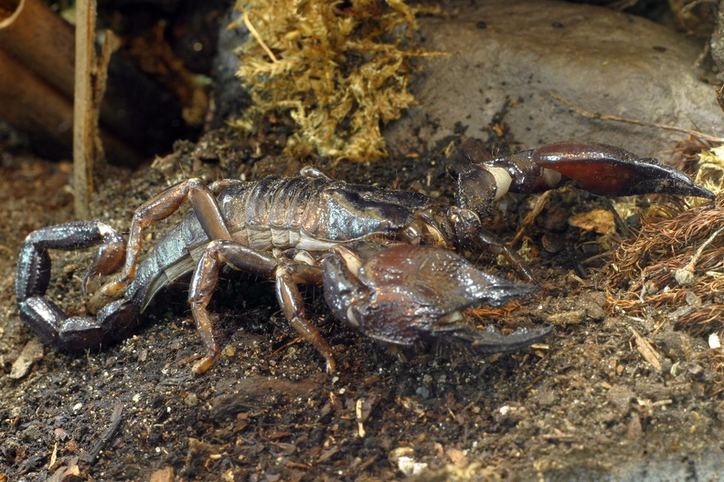 Rotscheren Riesenskorpion