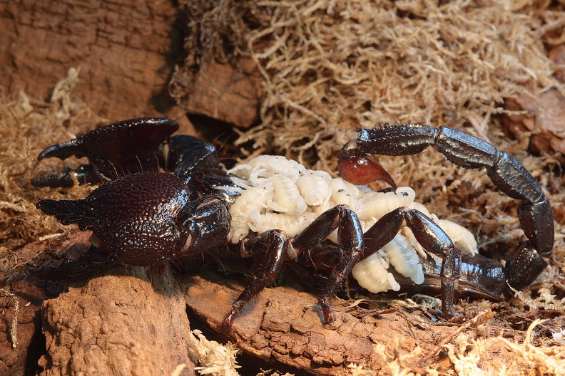 Kaiserskorpion mit Nachwuchs