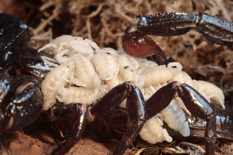 Kaiserskorpion mit Jungtieren