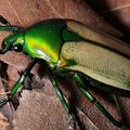 Smaragd-Rosenkäfer
