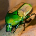 Smaragd Rosenkäfer