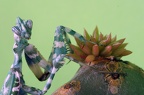 Porträt kleine Teufelsblume