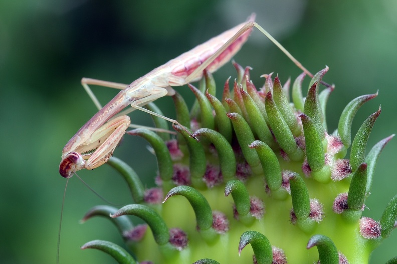 Tenodera aridifolia sinensis