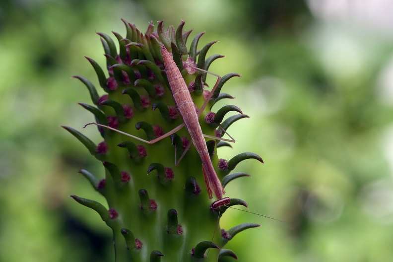 Chinesische Riesenmantis