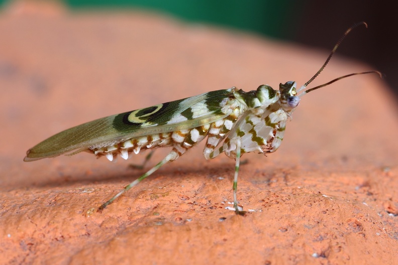 Blütenmantis auf Mauer