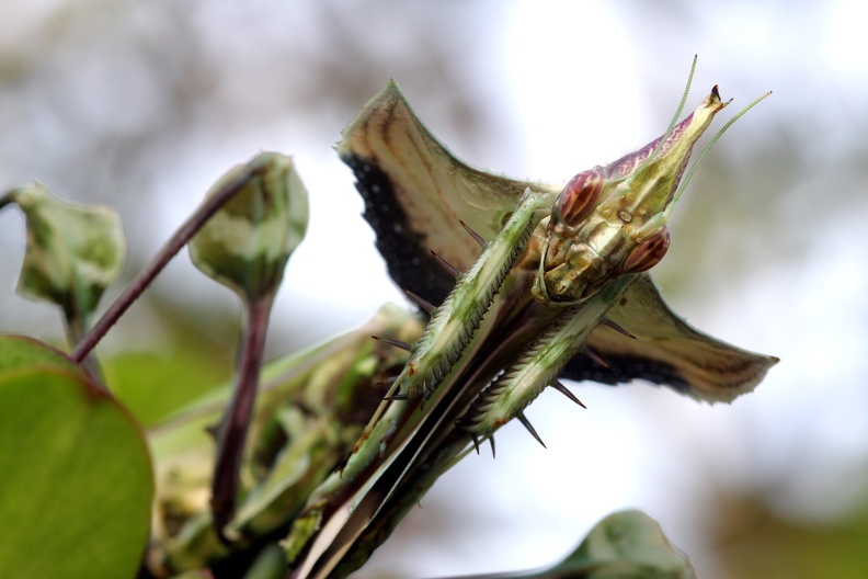 Idolomantis diabolica