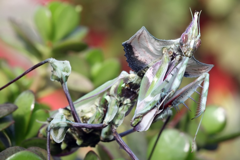 Große Teufelsblume