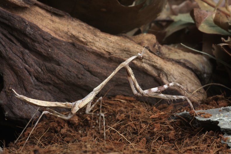Pfauenfeder-Mantis