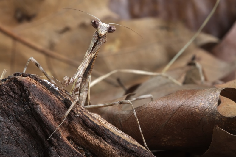 Pseudempusa pinnapavonis