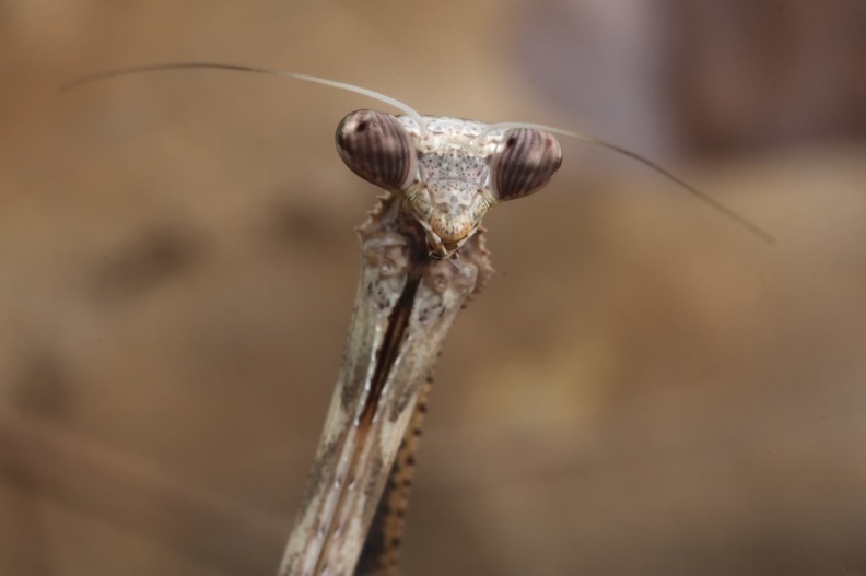 Pseudempusa pinnapavonis