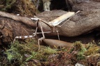 Pseudempusa pinnapavonis