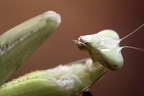 Riesengottesanbeterin (3499 visits) Mit den Kauwerkzeugen frißt die afrikanische Riesengottesanbeterin ihre Beute (meist andere Insekte... Riesengottesanbeterin