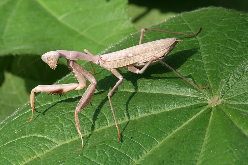 Sphrodomantis lineola