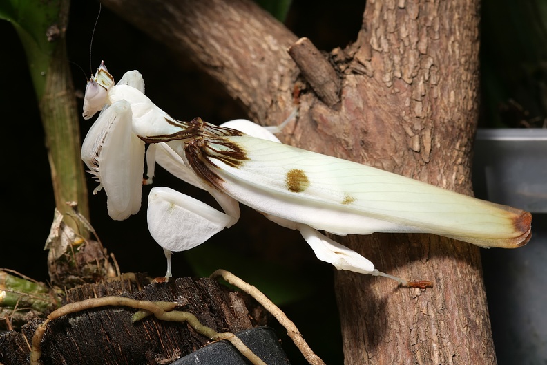 Orchideen-Mantis