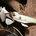Orchideen-Mantis
