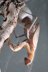 Sphodromantis Oothek