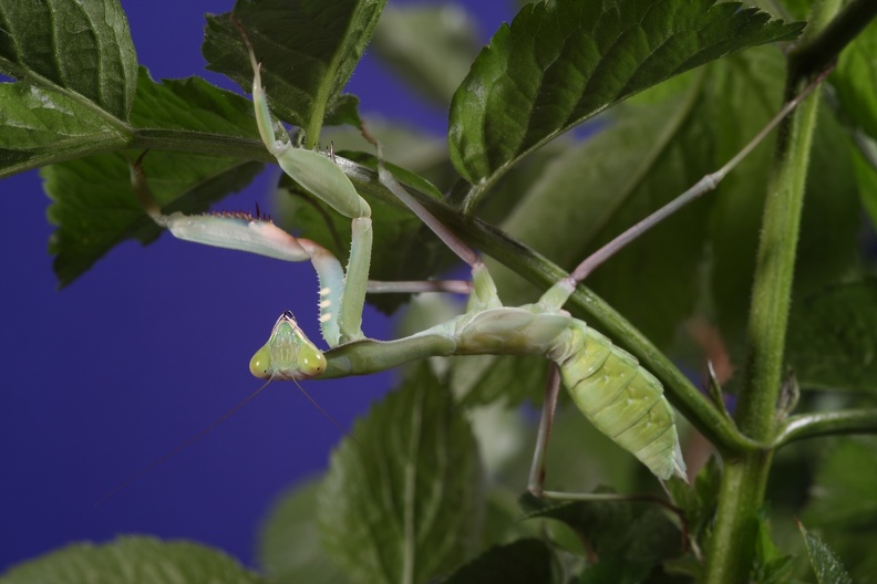 Sphodromantis viridis