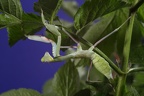 Sphodromantis viridis (4085 visits) Im Blattwerk sowie im Grasland sind afrikanische Riesengottesanbeterinen hervorragend getarnt. Sphodromantis viridis
