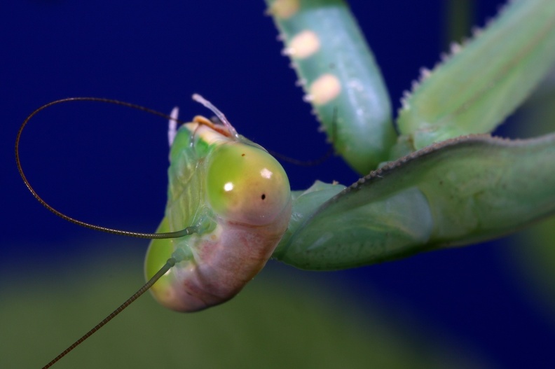 mantis_0759.jpg