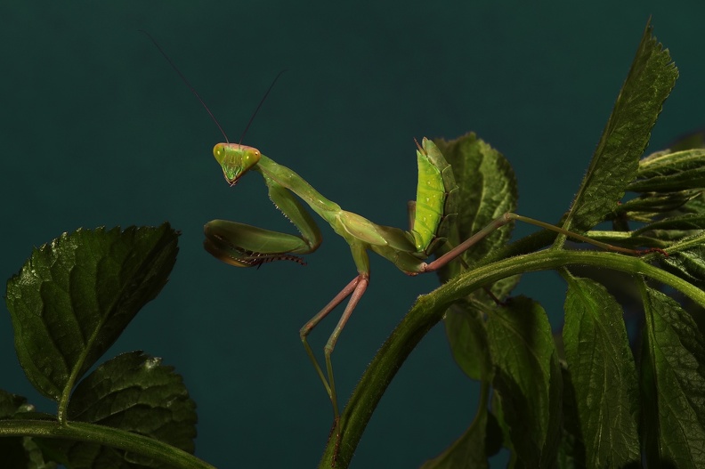 mantis_0774.jpg