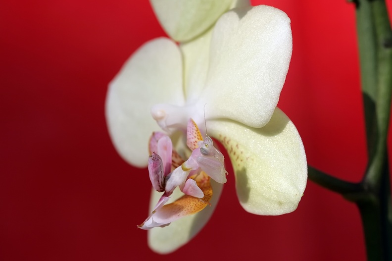 Orchideen-Mantis auf Blüte
