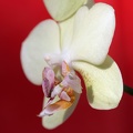 Orchideen-Mantis auf Blüte