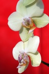 Orchideen-Mantis auf Phalaenopsis