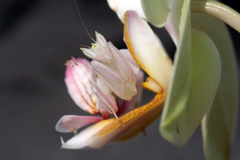 Hymenopus coronatus Porträt